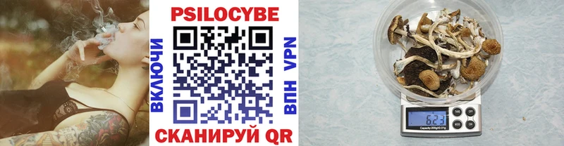 гидра ссылка Зея Галлюциногенные грибы Psilocybine cubensis